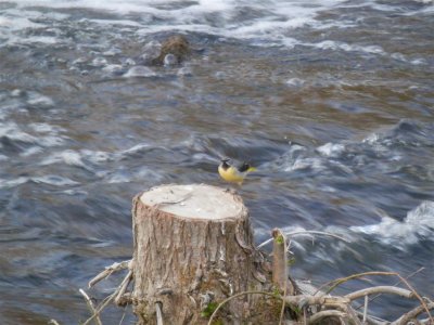 Grey Wagtail on the River Wye