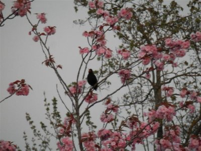 Evening serenade from a blackbird