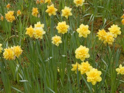 Daffs are lasting well