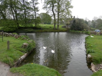 The duck pond