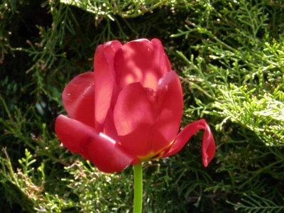 Tannery House tulip
