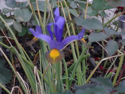 Out of focus but lovely iris on Dagnall Gardens