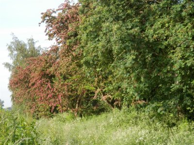 The red hawthorn flowers are turning into berries already