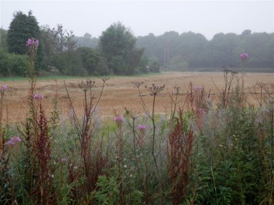 P9140153 (Medium).JPG