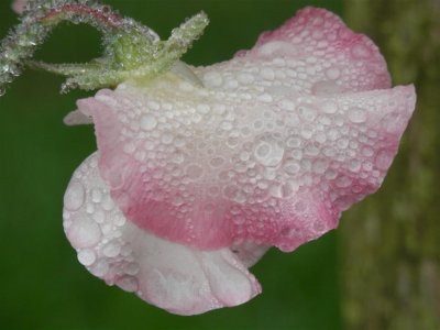 P9150247 (Medium).JPG