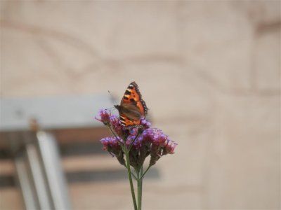 P9150350 (Medium).JPG