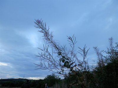 P9180692 (Medium).JPG