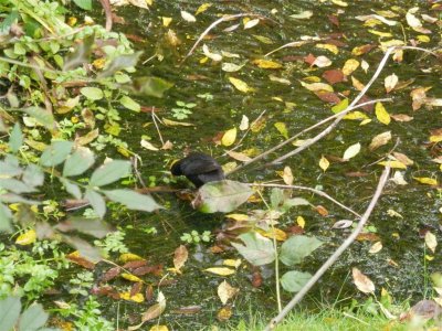 Blackbird on the pond at Hoyle Court