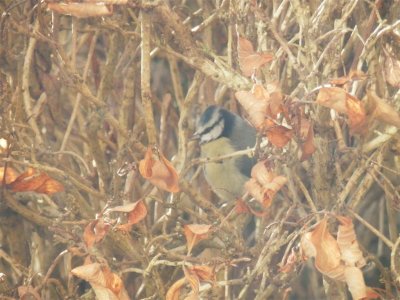 Bluetit outside Flat 1