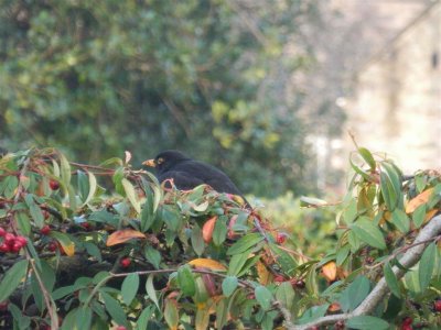 Tannery House blackbird