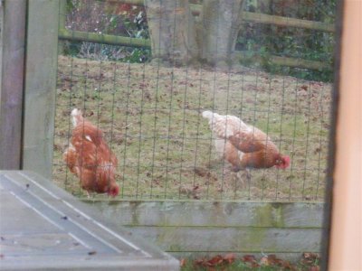 The Old Vicarage chickens