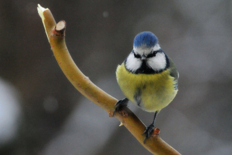 Sikorka modraszka,(Cyanistes caeruleus)Common blue Tit