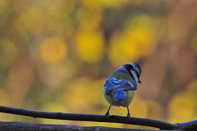 Sikorka modraszka,(Cyanistes caeruleus)Common blue Tit