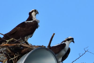 Osprey at Sunken Meadow State Park
