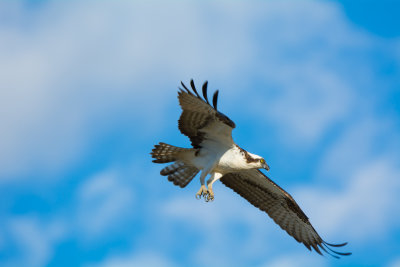 Osprey at Sunken Meadow State Park