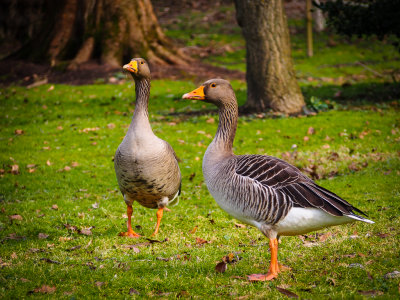 Leeds Castle 8th February