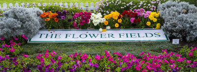 The Flower Fields  at Carlsbad Ranch