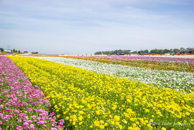 The Flower Fields at Carlsbad Ranch