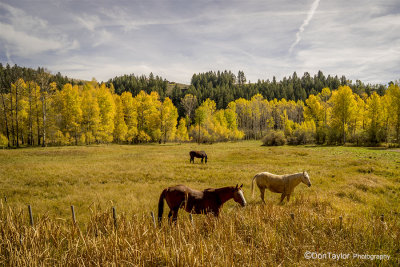 Horses in Wyoming