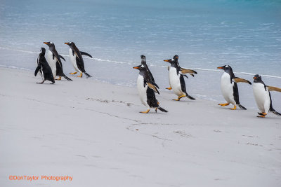 Gentoo Penguins Volunteer Beach