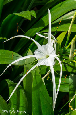 National Orchid Garden