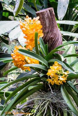 National Orchid Garden