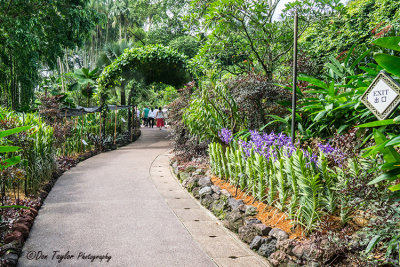 National Orchid Garden Singapore