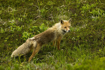 Unalaska Fox