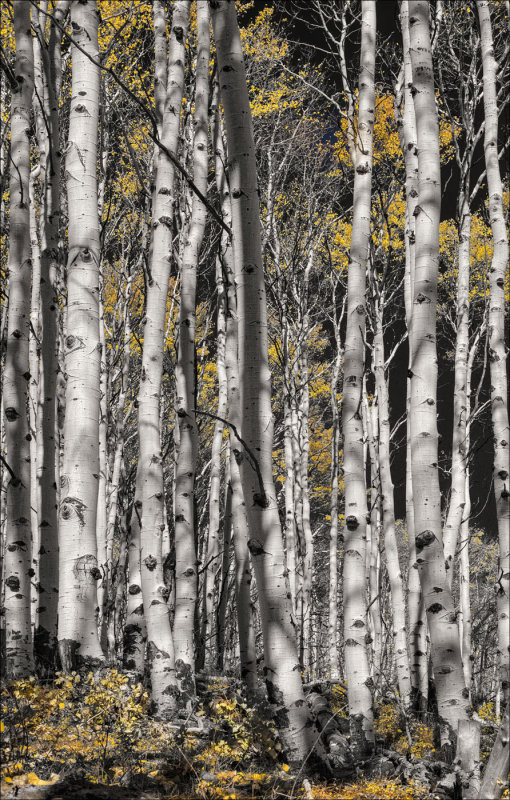 Aspens  