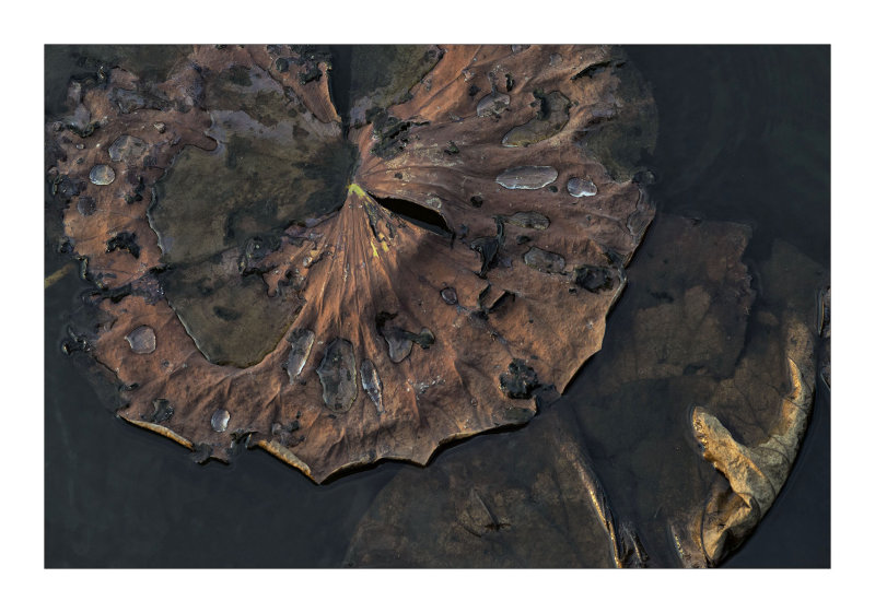 Lily Pad's Demise