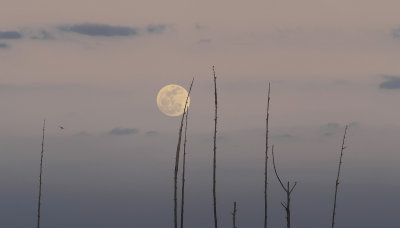 Moon 2-17-2011.jpg