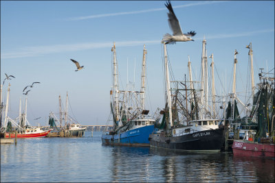 Shrimp Boats