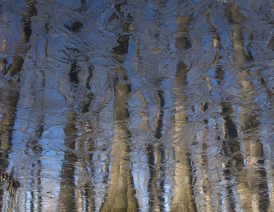 Frozen Swamp Like a Painting - Winter