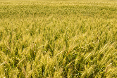Ms Delta Winter Wheat Field