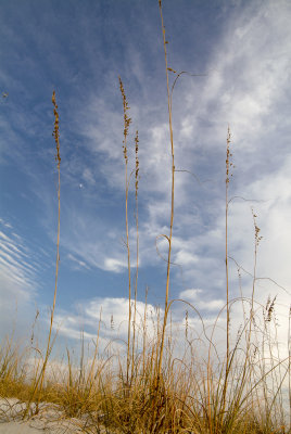 Plane Moon & Sea Oats