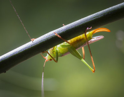 Backlit Bug