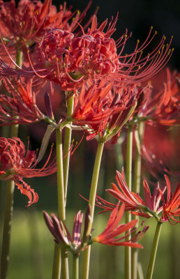 Spider Lillies on E. Fulton Street