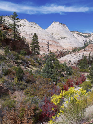 Zion N.P.