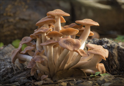 Mushrooms in My Driveway A.M.