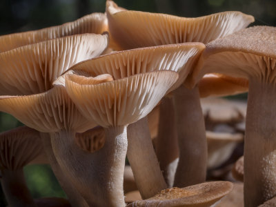Mushrooms Day 3
