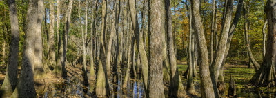 Cypress Swamp - Natchez Trace 