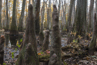 In the Cypress Knees