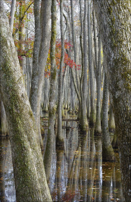Cypress Swamp -  Natchez Trace  -  Gallery