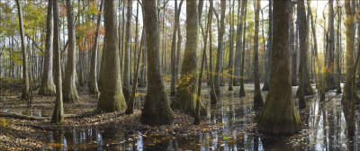 Cypress Swamp - Natchez Trace