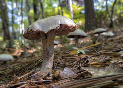 Mushrooms 10-2013 