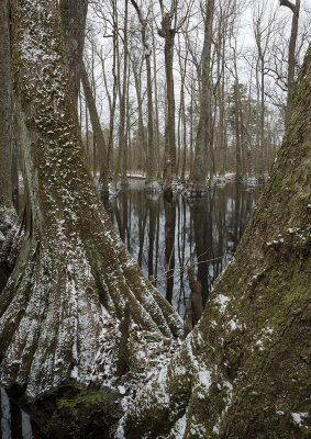 Cypress Swamp Snow