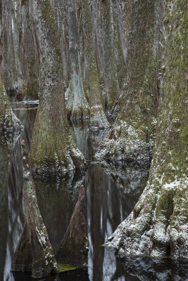 Cypress Swamp Snow
