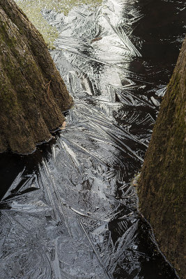 Cypress Swamp Frozen