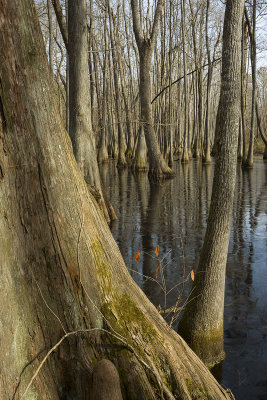 Cypress Swamp Frozen