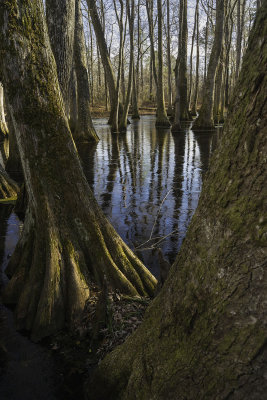 Cypress Swamp Frozen